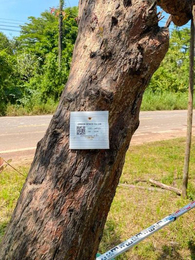 ต้นเสม็ดแดงเอน