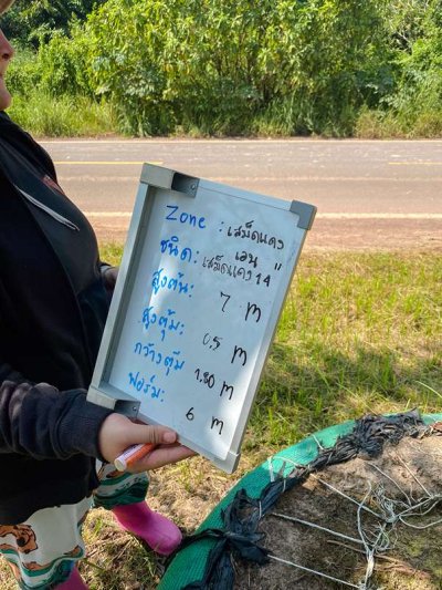 ต้นเสม็ดแดงเอน