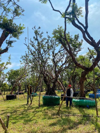 ต้นเสม็ดแดง