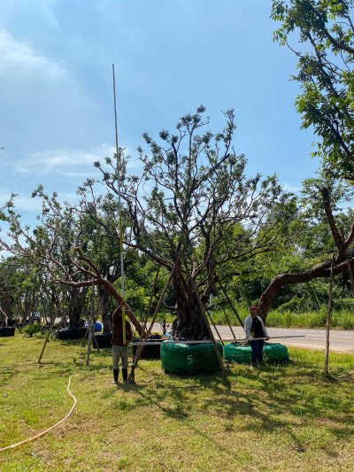 ต้นเสม็ดแดง