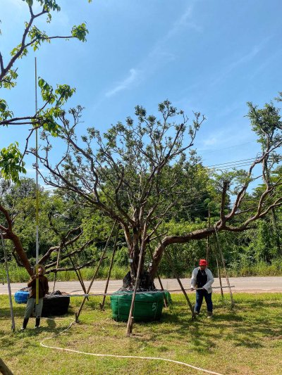 ต้นเสม็ดแดง