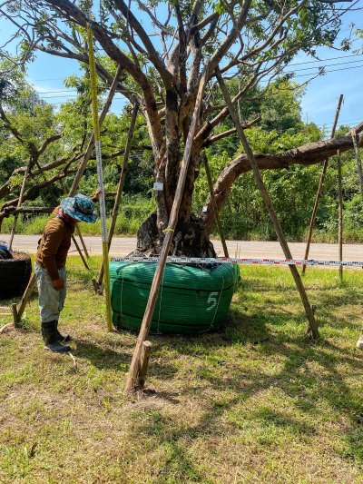 ต้นเสม็ดแดง