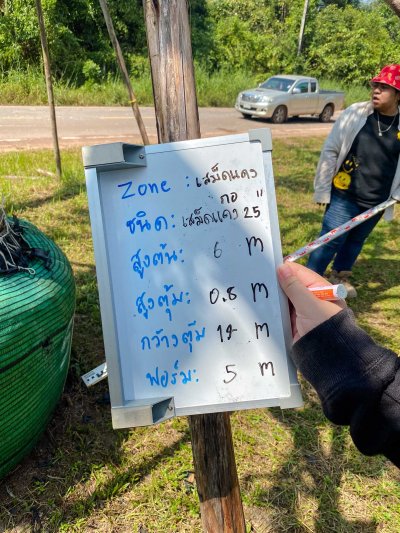 ต้นเสม็ดแดง