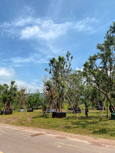 ต้นเสม็ดแดงกอ