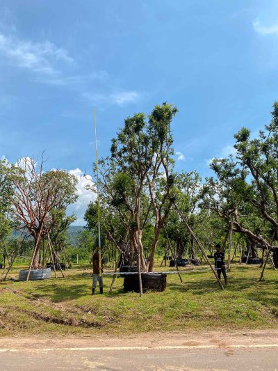 ต้นเสม็ดแดงกอ