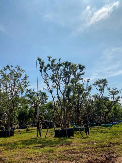 ต้นเสม็ดแดงกอ