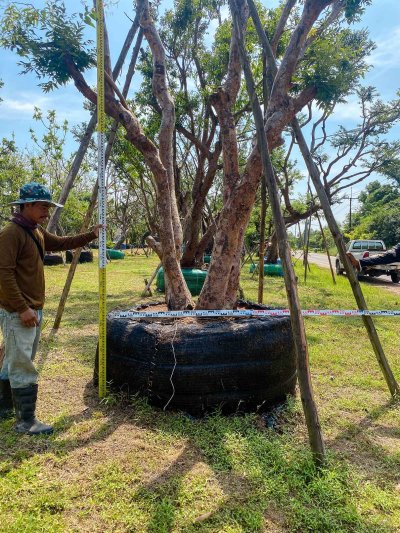 ต้นเสม็ดแดงกอ