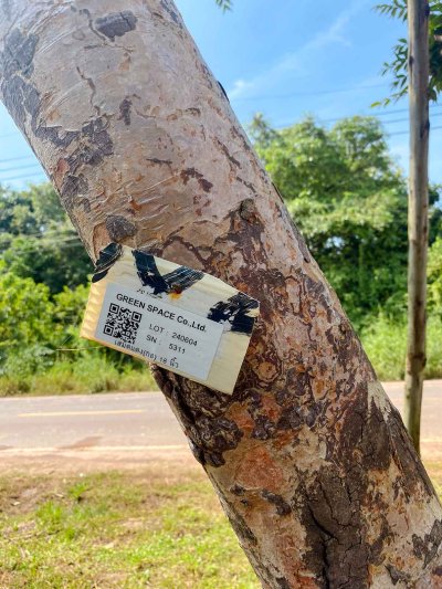 ต้นเสม็ดแดงกอ