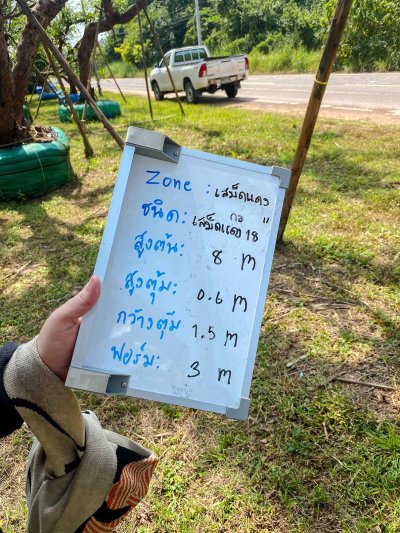 ต้นเสม็ดแดงกอ