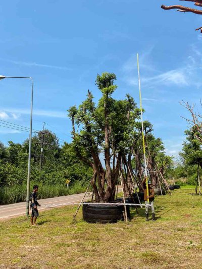 ต้นเสม็ดแดงกอ