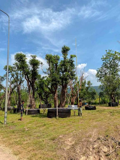 ต้นเสม็ดแดงกอ