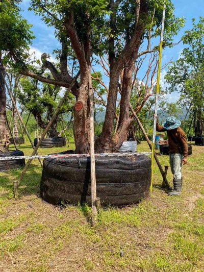 ต้นเสม็ดแดงกอ