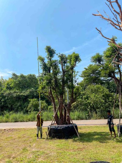 ต้นเสม็ดแดงกอ