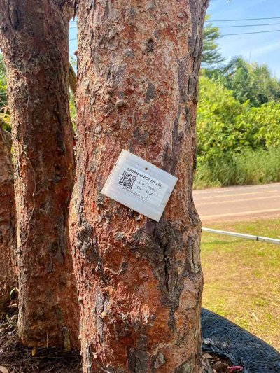 ต้นเสม็ดแดงกอ