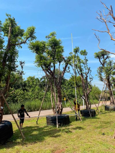 ต้นเสม็ดแดงกอ