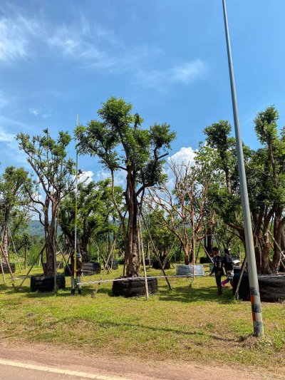 ต้นเสม็ดแดงกอ