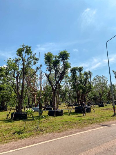 ต้นเสม็ดแดงกอ