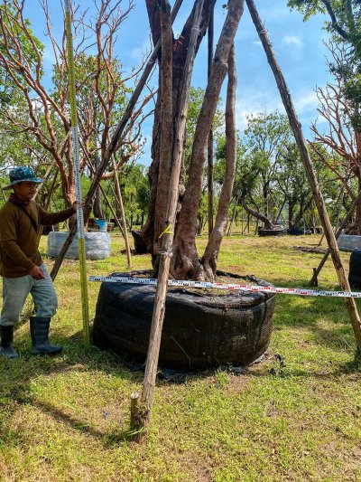 ต้นเสม็ดแดงกอ