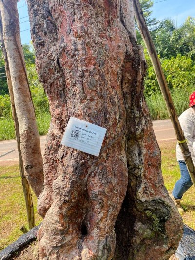 ต้นเสม็ดแดงกอ