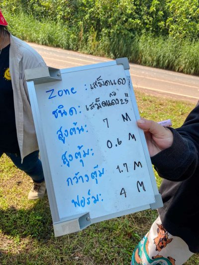 ต้นเสม็ดแดงกอ