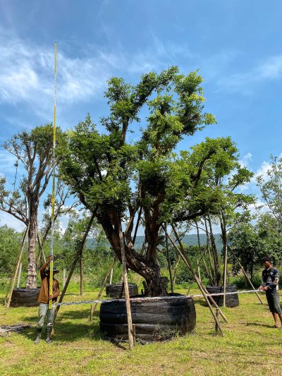 ต้นเสม็ดแดงกอ