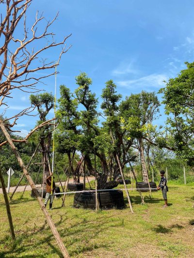 ต้นเสม็ดแดงกอ