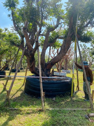 ต้นเสม็ดแดงกอ