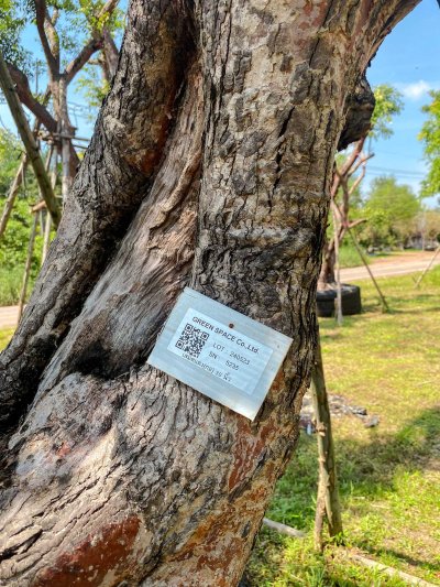 ต้นเสม็ดแดงกอ