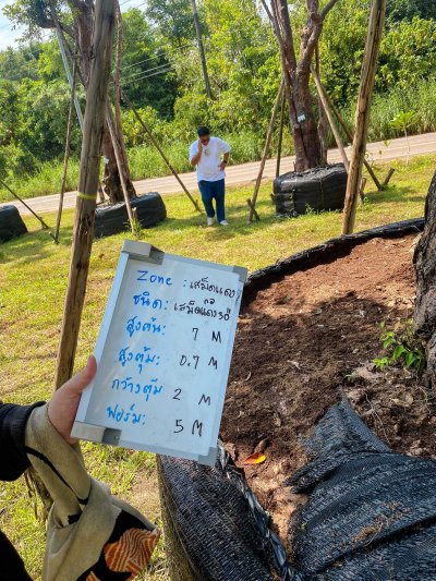 ต้นเสม็ดแดงกอ