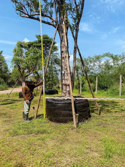 ต้นเสม็ดแดง