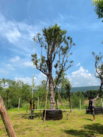 ต้นเสม็ดแดง