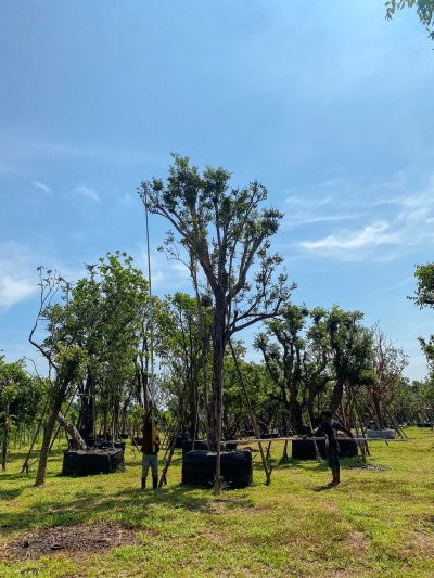 ต้นเสม็ดแดง