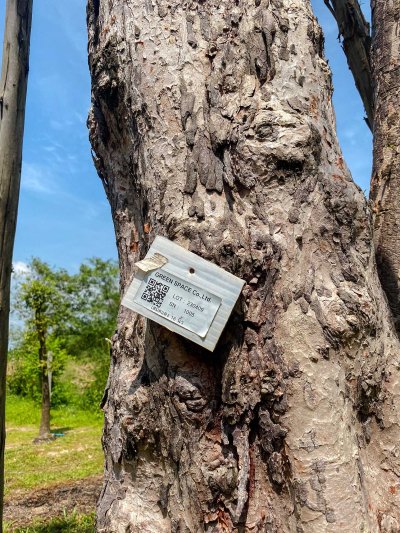 ต้นเสม็ดแดง