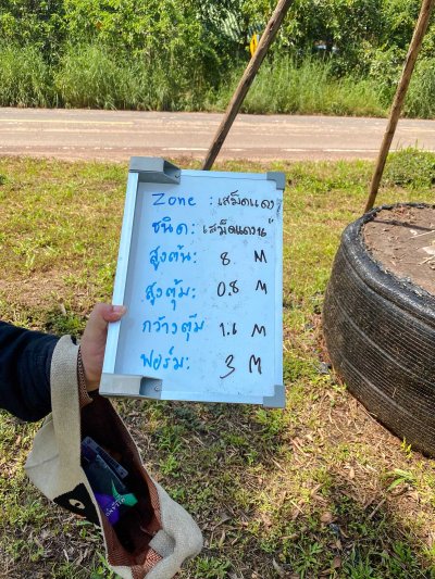 ต้นเสม็ดแดง