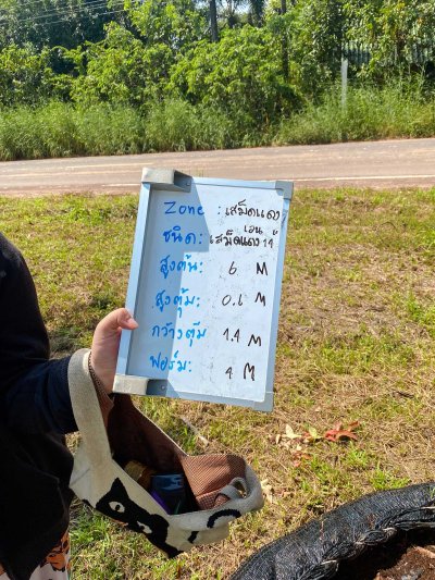 ต้นเสม็ดแดงเอน
