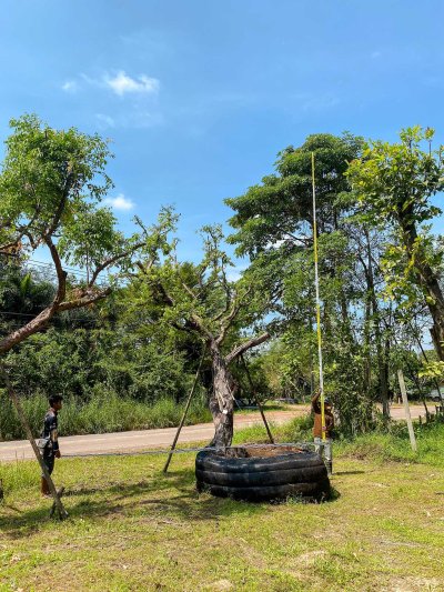 ต้นเสม็ดแดงเอน