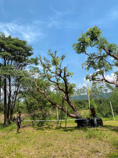 ต้นเสม็ดแดงเอน