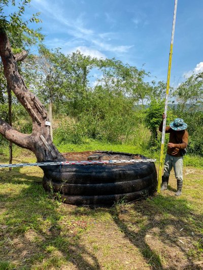 ต้นเสม็ดแดงเอน