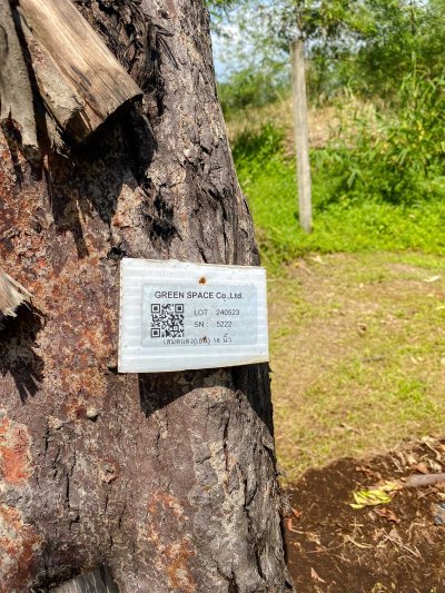 ต้นเสม็ดแดงเอน