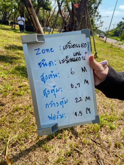 ต้นเสม็ดแดงเอน