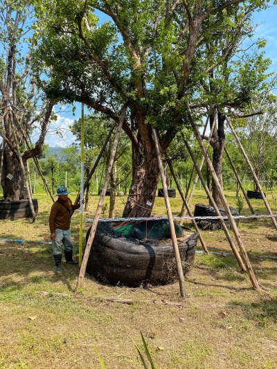 ต้นเสม็ดแดงกอ