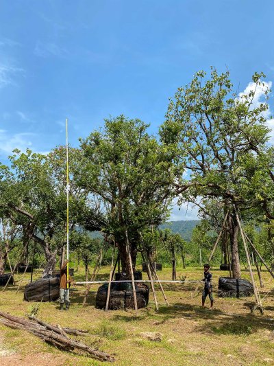 ต้นเสม็ดแดงกอ