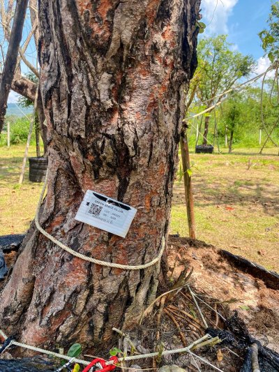 ต้นเสม็ดแดงกอ