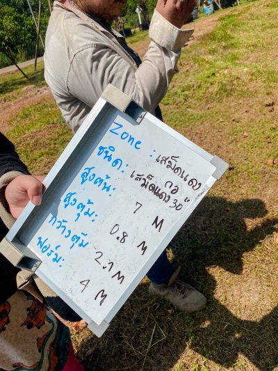 ต้นเสม็ดแดงกอ