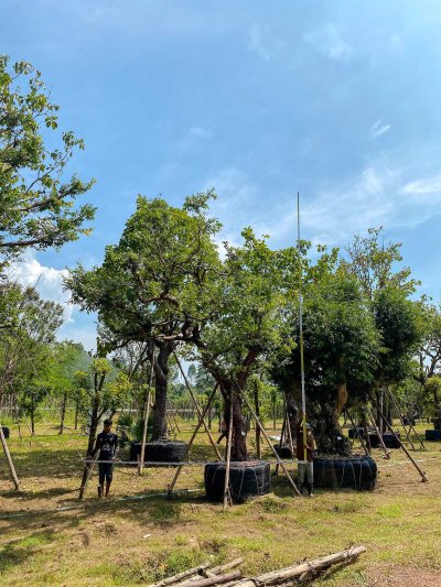 ต้นเสม็ดแดงกอ