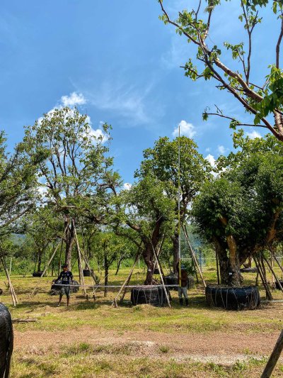 ต้นเสม็ดแดงกอ