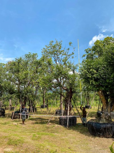 ต้นเสม็ดแดงกอ