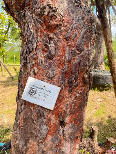 ต้นเสม็ดแดงกอ