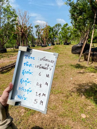 ต้นเสม็ดแดงกอ