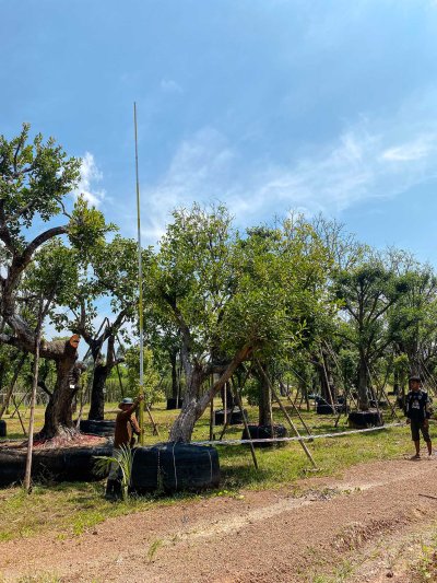 ต้นหว้าเอน